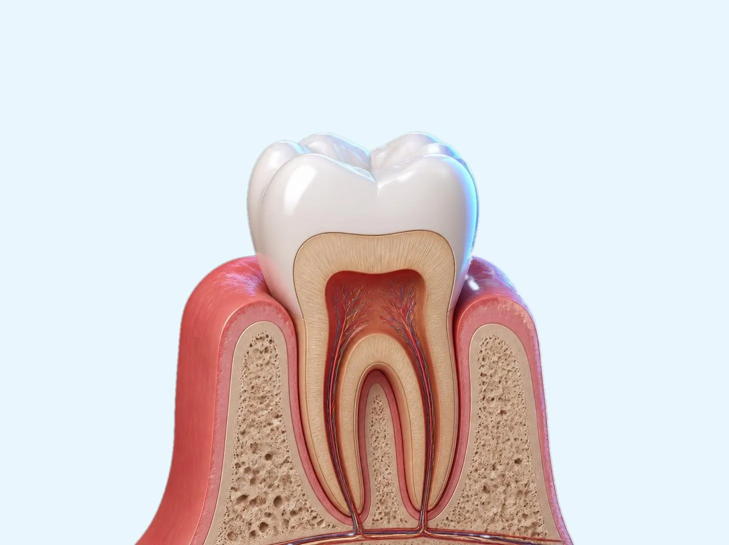 3D illustration of a dental crown covering the whole tooth down to the gum